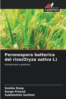 Peronospora batterica del riso(Oryza sativa L) 1