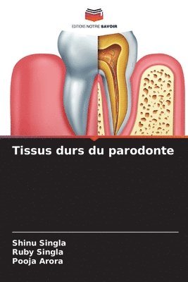 Tissus durs du parodonte 1