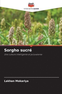 Sorgho sucr 1