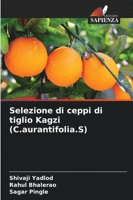 Selezione di ceppi di tiglio Kagzi (C.aurantifolia.S) 1