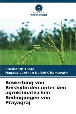 Bewertung von Reishybriden unter den agroklimatischen Bedingungen von Prayagraj 1