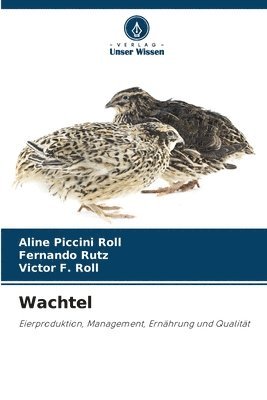 Wachtel 1