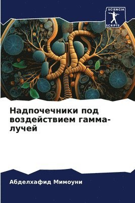 Надпочечники под воздействием гамма-луче