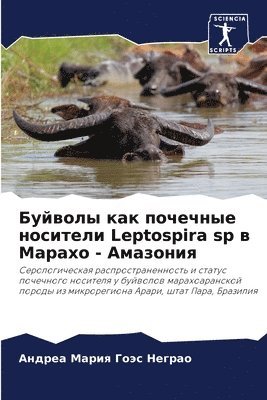 Буйволы как почечные носители Leptospira sp в Марахо - &#1