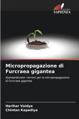 Micropropagazione di Furcraea gigantea 1