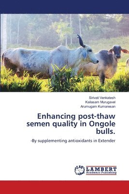 Enhancing post-thaw semen quality in Ongole bulls. 1