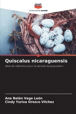 Quiscalus nicaraguensis 1