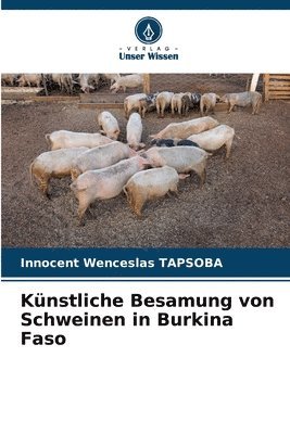 Künstliche Besamung von Schweinen in Burkina Faso