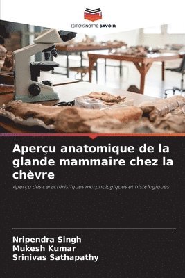 bokomslag Aperu anatomique de la glande mammaire chez la chvre