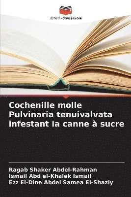 Cochenille molle Pulvinaria tenuivalvata infestant la canne à sucre
