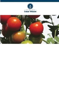 bokomslag Tomatenveredelung für verbesserte Erträge und Qualität in Tansania