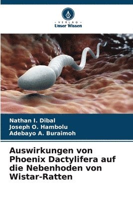 bokomslag Auswirkungen von Phoenix Dactylifera auf die Nebenhoden von Wistar-Ratten