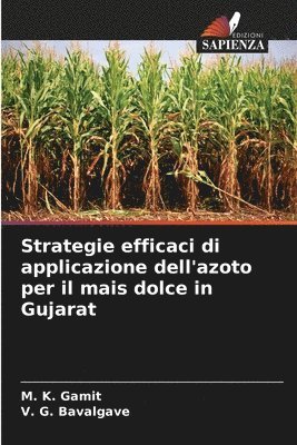 Strategie efficaci di applicazione dell'azoto per il mais dolce in Gujarat 1