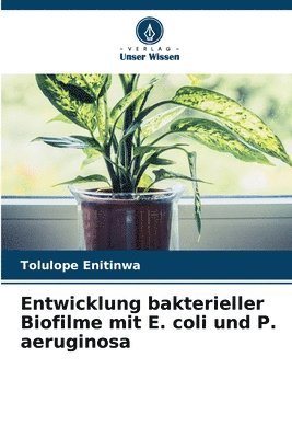 Entwicklung bakterieller Biofilme mit E. coli und P. aeruginosa