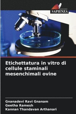 Etichettatura in vitro di cellule staminali mesenchimali ovine