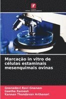 bokomslag Marcação in vitro de células estaminais mesenquimais ovinas