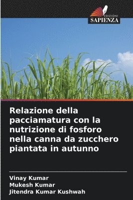 Relazione della pacciamatura con la nutrizione di fosforo nella canna da zucchero piantata in autunno