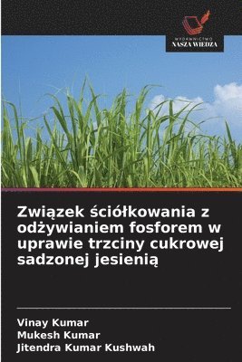 Związek ściólkowania z odżywianiem fosforem w uprawie trzciny cukrowej sadzonej jesienią