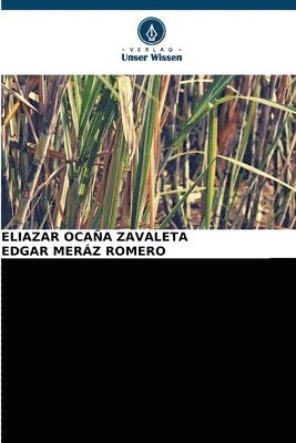 ZUCKERKANONE Saccharum officinarum DIE BESTE TRAUBE DER WELT