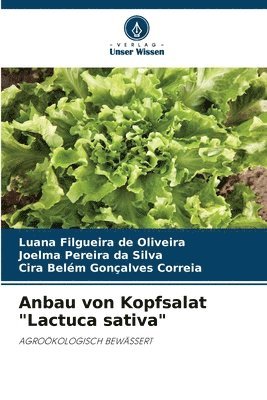 Anbau von Kopfsalat "Lactuca sativa"