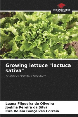 Growing lettuce "lactuca sativa"
