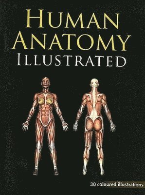 Human Anatomy Illustrated 1