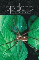 bokomslag Spiders of India