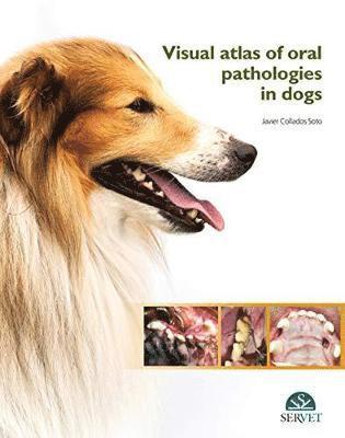 Javier Collados Soto - Visual Atlas of Oral Pathologies in Dogs, Inbunden