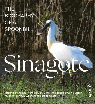 bokomslag Sinagote, the biography of a spoonbill