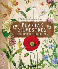 bokomslag Atlas Ilustrado de Plantas Silvestres E Infusiones Curativas