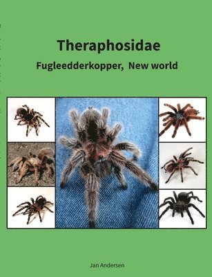 Theraphosidae 1