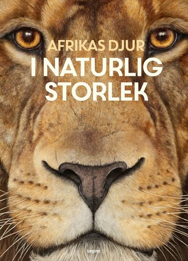 Holger Haag - Afrikas djur : i naturlig storlek, Inbunden