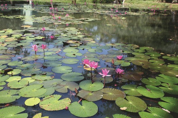 Gardens of Sri Lanka 1