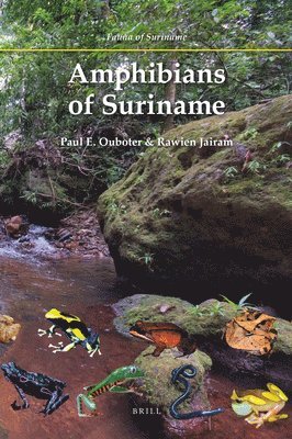 bokomslag Amphibians of Suriname