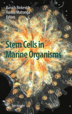 bokomslag Stem Cells in Marine Organisms