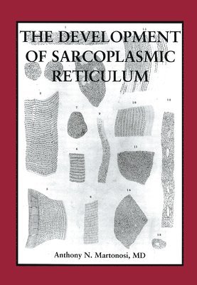 The Development of the Sarcoplasmic Reticulum 1