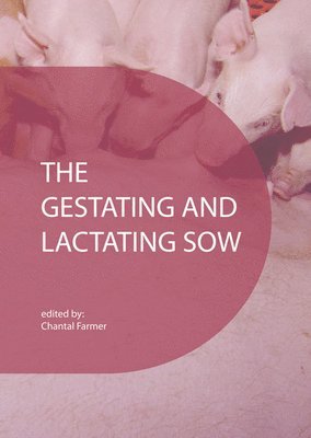 gestating and lactating sow