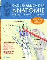 bokomslag Das Lehrbuch der Anatomie