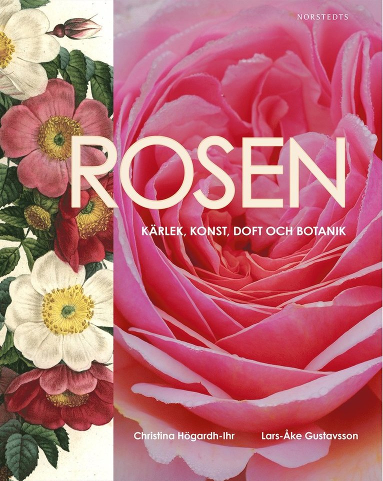 Rosen : kärlek, konst, doft och botanik