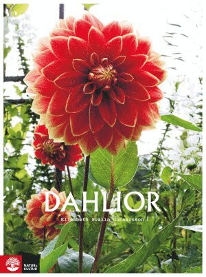 Dahlior 1