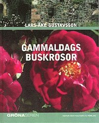 Gammaldags buskrosor