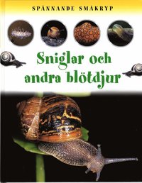 bokomslag Spännande småkryp Sniglar och andra blötdjur