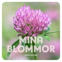 bokomslag Mina blommor