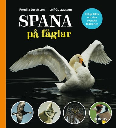 bokomslag Spana på fåglar