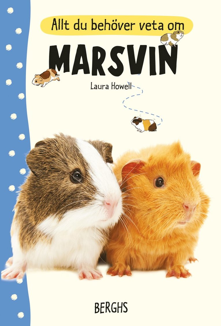 Allt du behöver veta om marsvin 1