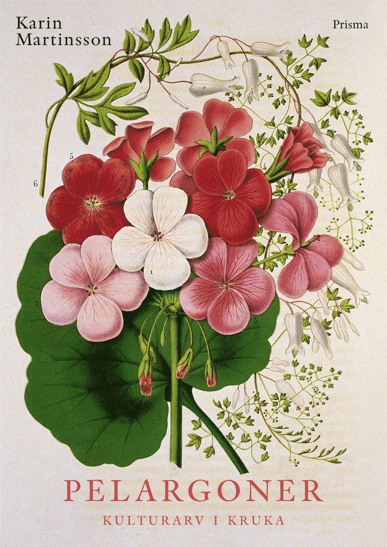 Pelargoner