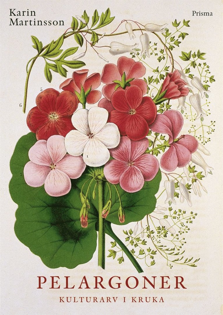 Pelargoner