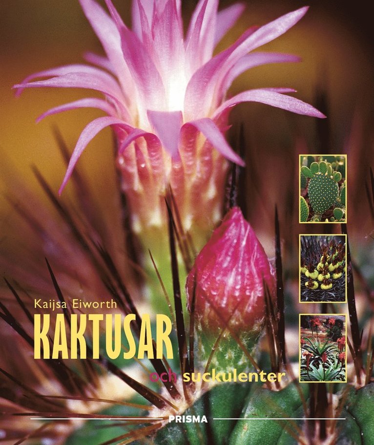 Kaijsa Eiworth - Kaktusar och suckulenter, Kartonnage
