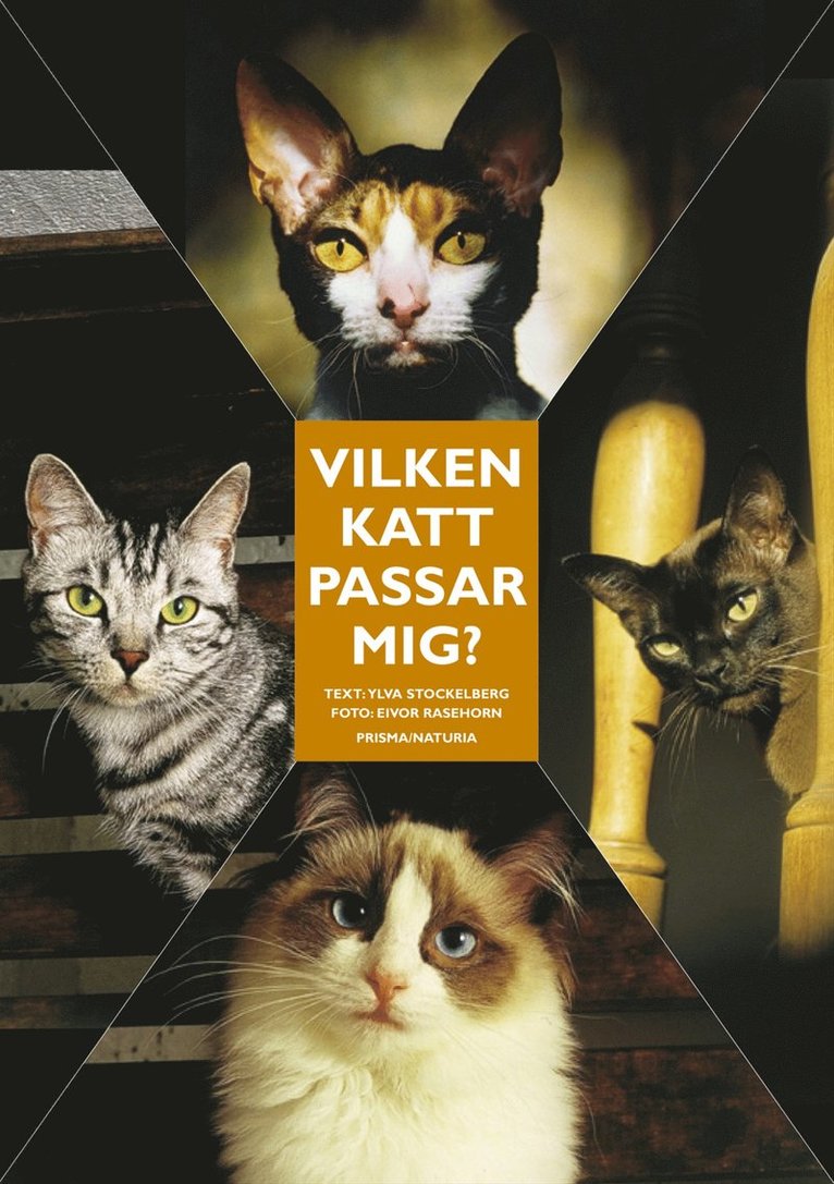 Vilken katt passar mig? : Ingen katt är den andra lik