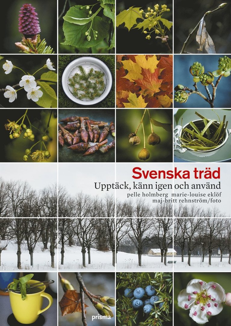 Svenska träd : upptäck, känn igen och använd